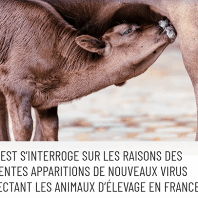 Sorprendente epidemia viral en los animales de granja: la abogada Virginie de Araújo-Recchia interpela a la Agencia Nacional de Seguridad Sanitaria